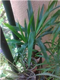 Yucca